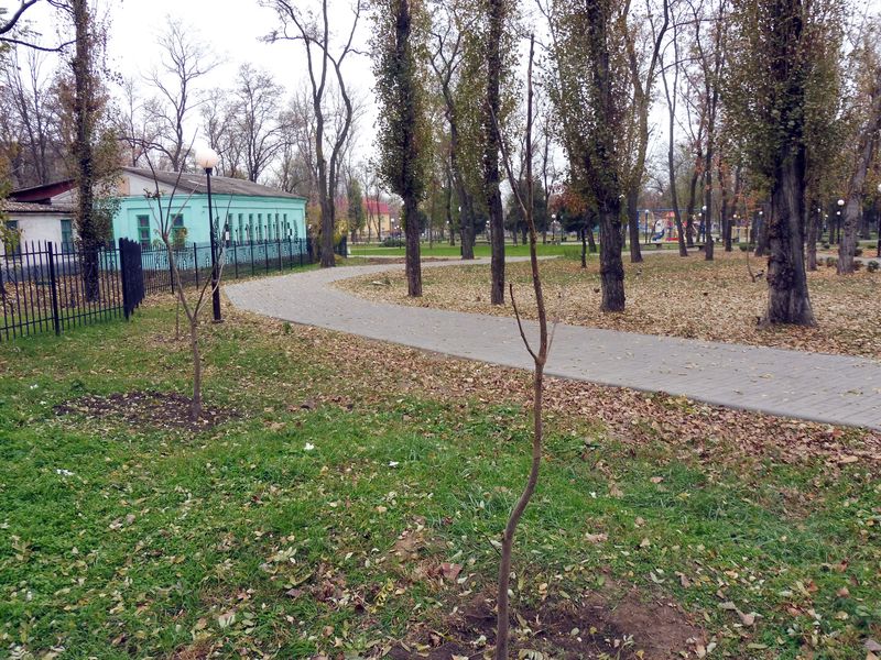 осінь примножила зелені насадження. Зображення 4